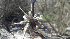 Tillandsia pedicellata