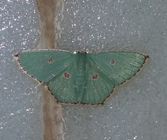 Comostola meritaria