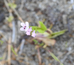 Plectritis congesta brachystemon