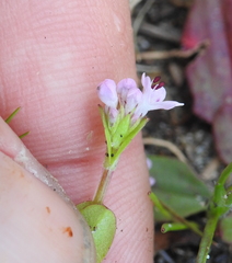 Plectritis congesta brachystemon
