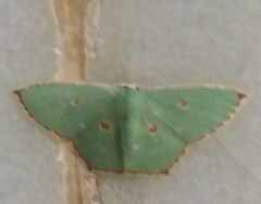 Comostola meritaria