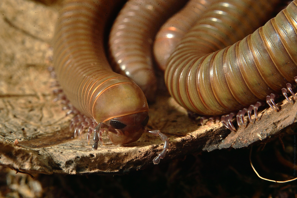 Telodeinopus