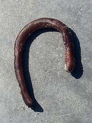 Lumbricus terrestris
