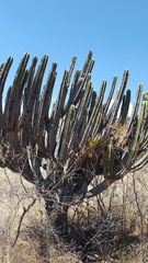 Myrtillocactus schenckii