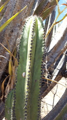 Myrtillocactus schenckii