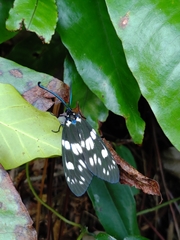 Eterusia aedea formosana