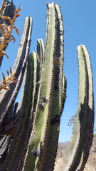 Myrtillocactus schenckii