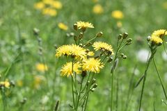 Crepis biennis