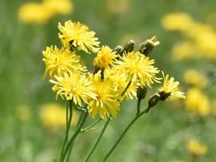 Crepis biennis