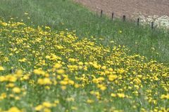 Crepis biennis