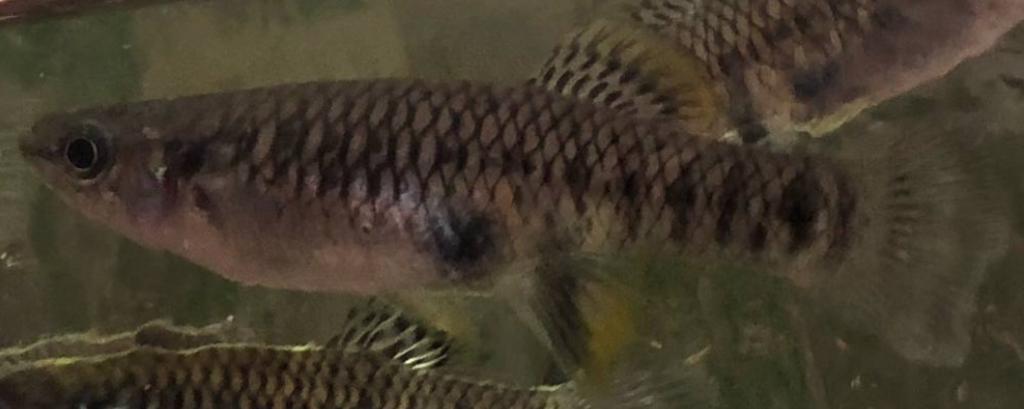 Olomina Toothcarp