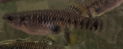 Olomina Toothcarp photo 1