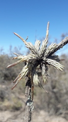 Tillandsia pedicellata