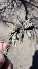 Tillandsia pedicellata
