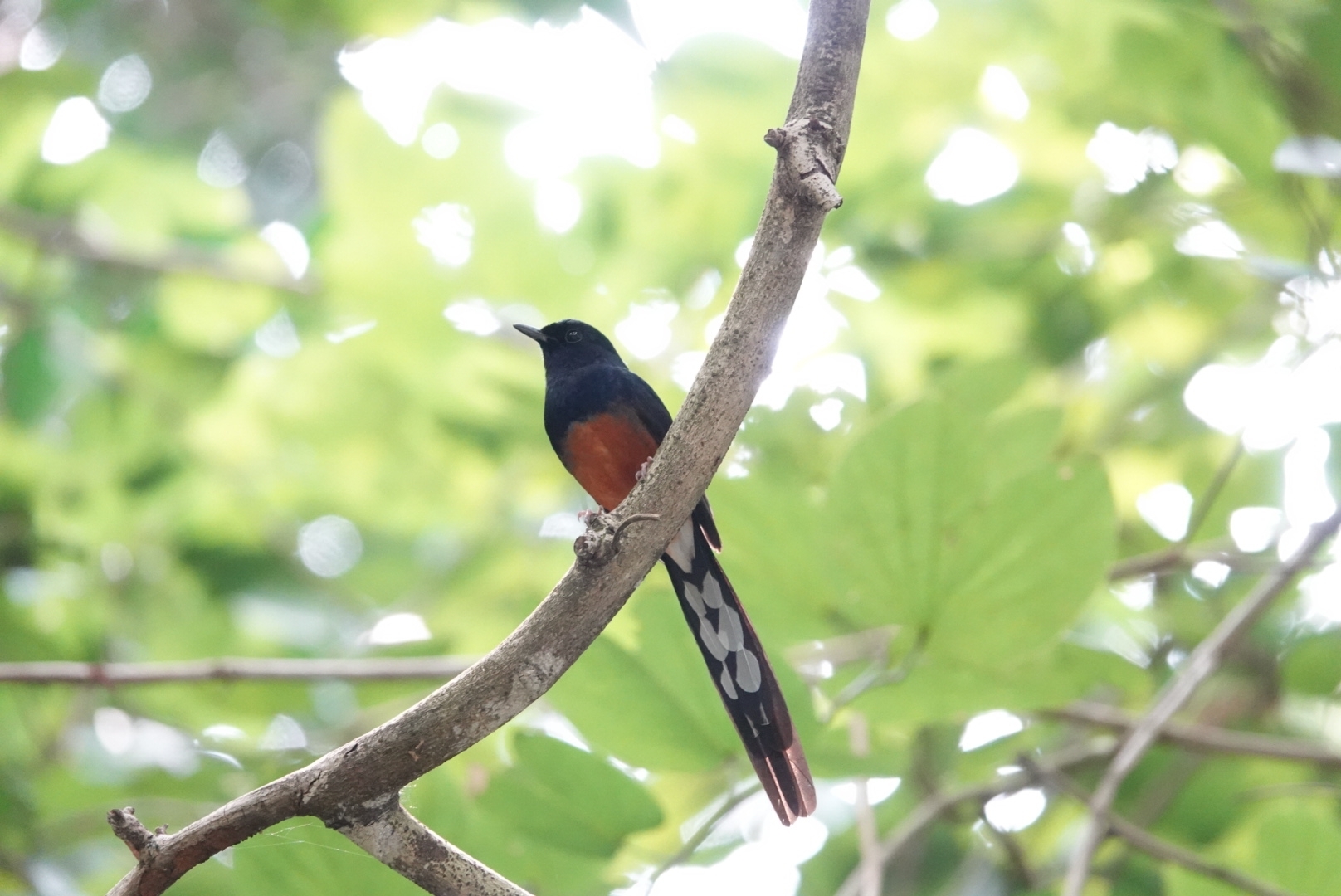 White-rumped Shama illustration