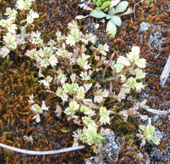 Alchemilla occidentalis