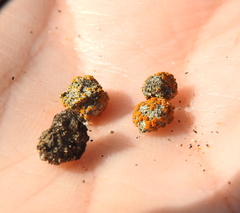 Caloplaca subpyraceella