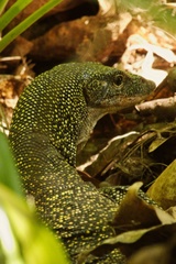 Varanus lirungensis