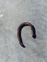Lumbricus terrestris