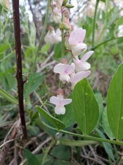 Lathyrus jepsonii californicus