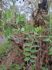 Lathyrus jepsonii californicus