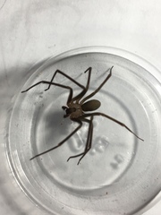 Loxosceles reclusa