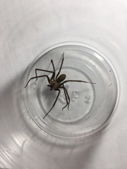 Loxosceles reclusa