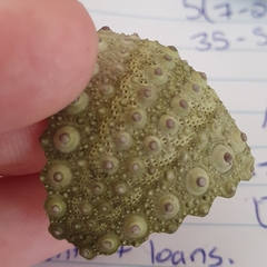 Heliocidaris