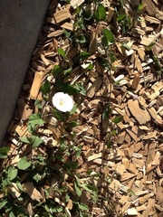 Convolvulus arvensis