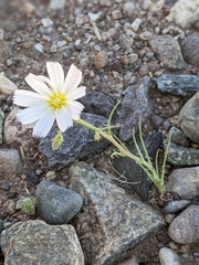 Calycoseris wrightii