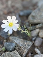 Calycoseris wrightii
