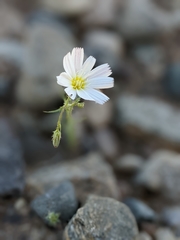 Calycoseris wrightii