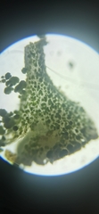 Cladonia