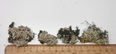 Cladonia