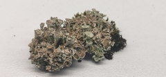 Cladonia
