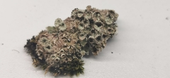 Cladonia