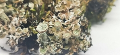 Cladonia