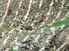 Aspidoscelis angusticeps angusticeps