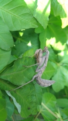 Hierodula patellifera