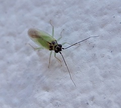 Cyrtorhinus