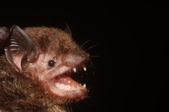 Eptesicus furinalis