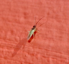 Cyrtorhinus