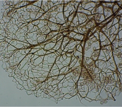 Stemonitis flavogenita