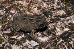 Sclerophrys maculata