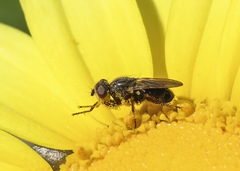 Tetropismenus hirtus