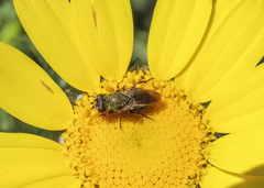 Tetropismenus hirtus
