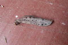 Myrmeleon erythrocephalus