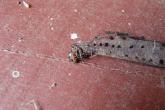 Myrmeleon erythrocephalus