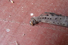 Myrmeleon erythrocephalus