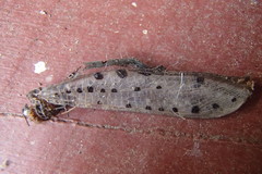 Myrmeleon erythrocephalus